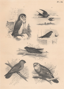 The Barn Owl, The Chimney Swallow, The Tower Swift, The Night Shade, The Oil Bird, The Giant Owl